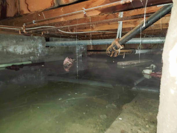 Best Flood restoration services  in Discovery Harbour, HI