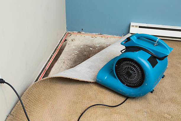 Best Professional water damage repair  in Discovery Harbour, HI